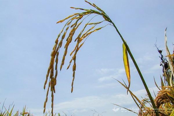 Growing of Rice