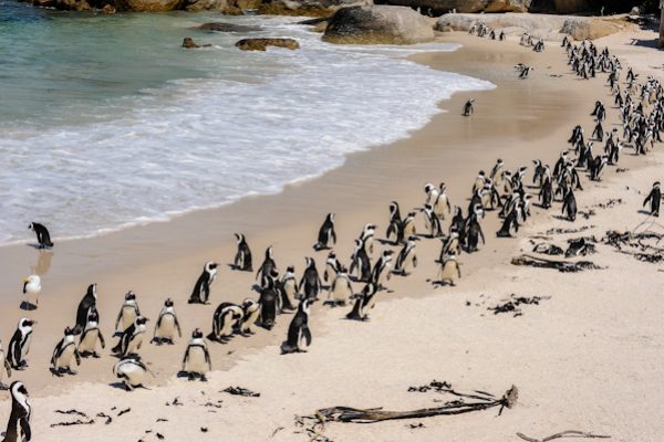 Penguins on the Beach