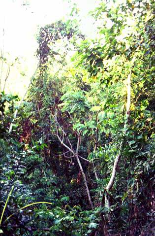 Dence jungle or..... a rattan garden?